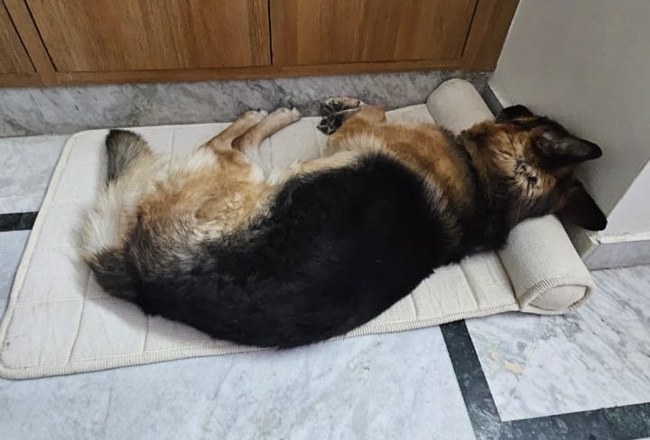 Premium Summer Dog Bed Mat with Bolster Pillow | 3 ft x 2 ft Pet Bed