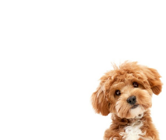 Handmade Wooden Dog Beds vs Fabric Dog Beds — Which Is Better for Your Pet?