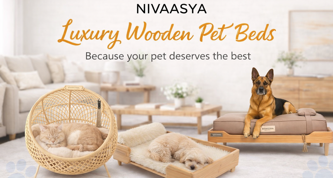 Why Every Dog Needs a Dog Cot: The Perfect Elevated Bed for Your Pet