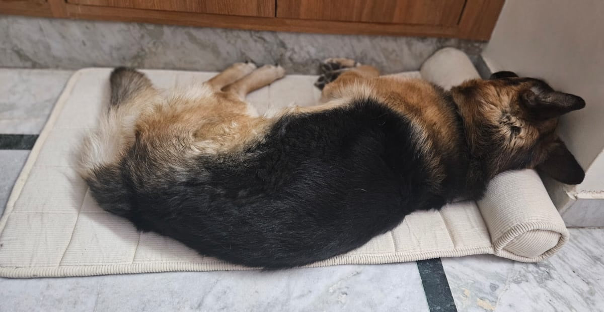 Premium Summer Dog Bed Mat with Bolster Pillow                              | 3 ft x 2 ft Pet Bed